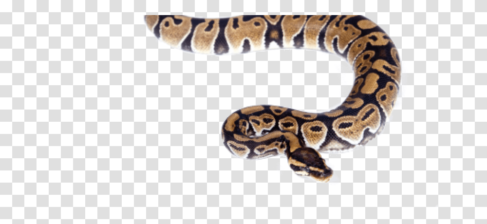 Snakes Water Moccasin Snake, Reptile, Animal, Rattlesnake, Rock Python Transparent Png