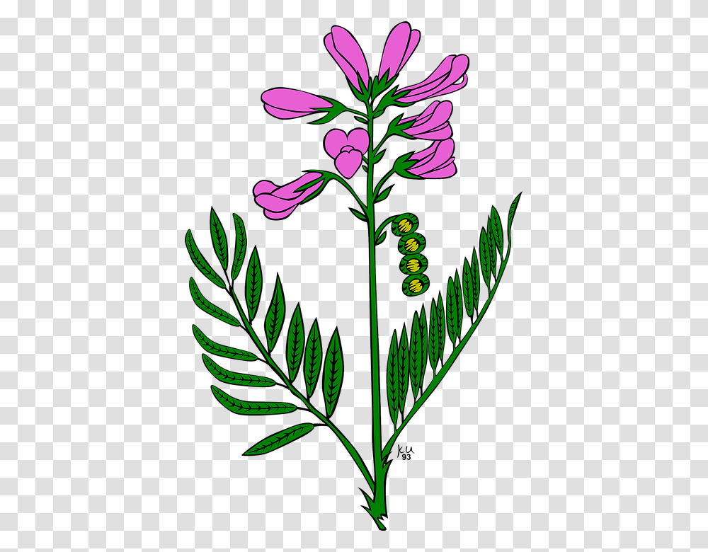 Snap Dragons Clip Art, Plant, Flower, Astragalus, Green Transparent Png