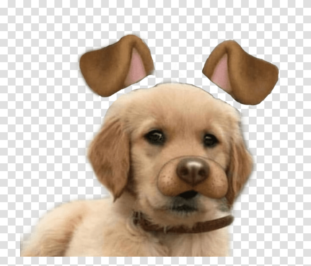 Snapchat Dog Cute Freetoedit Perro Con Filtro De Snapchat, Golden Retriever, Pet, Canine, Animal Transparent Png