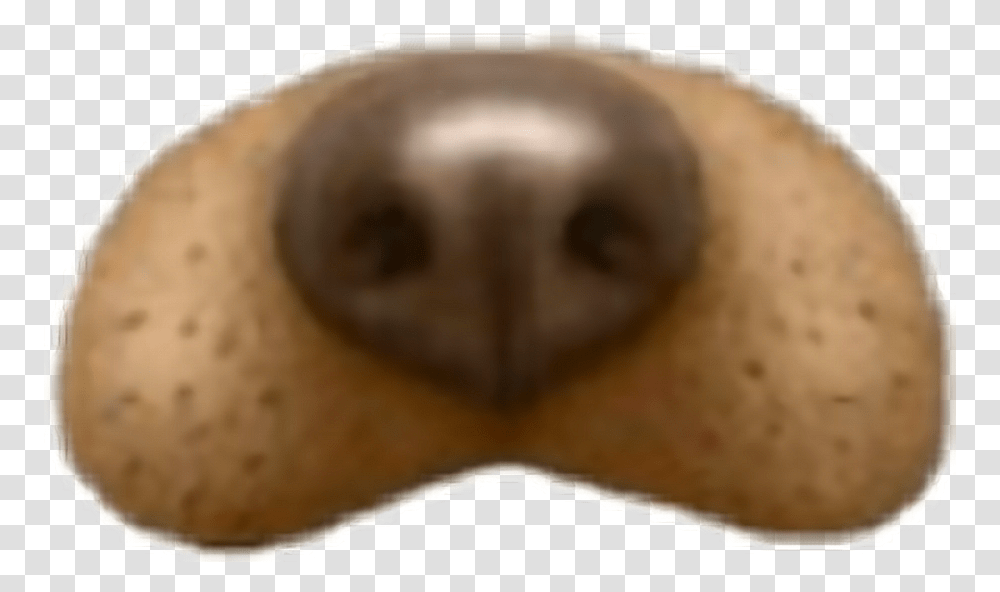Snapchat Filter Dog Insect, Snout, Bread, Food Transparent Png