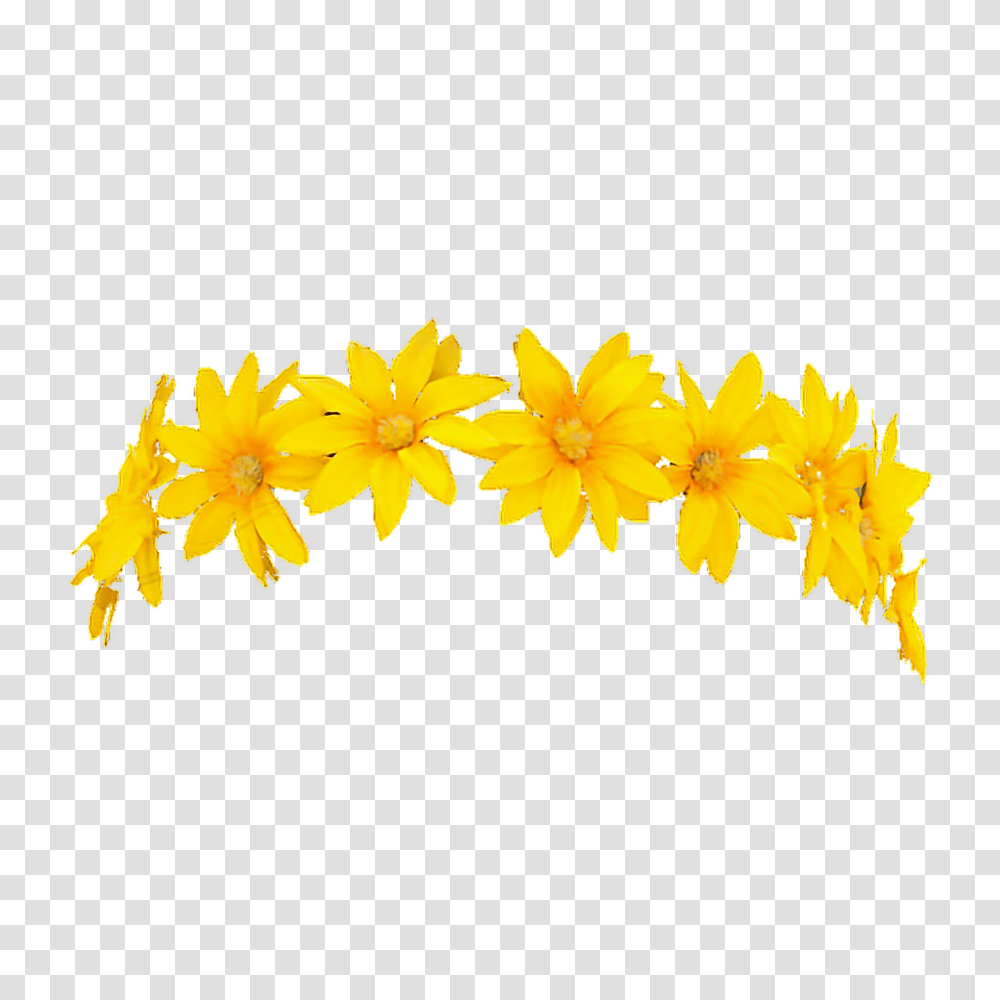 Snapchat Flower Crown Filter, Plant, Blossom, Petal, Daffodil Transparent Png