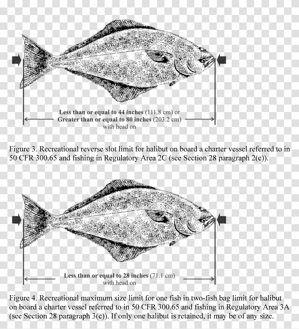 Snapper Download Legally Measure A Halibut, Gray, World Of Warcraft Transparent Png