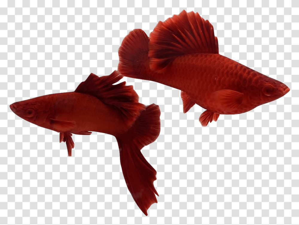 Snapper, Fish, Animal, Goldfish, Bird Transparent Png