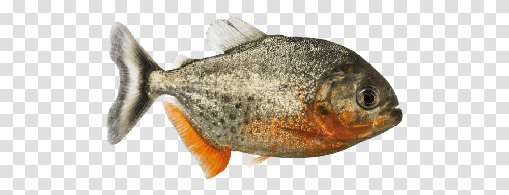 Snapper, Fish, Animal, Sea Life, Halibut Transparent Png