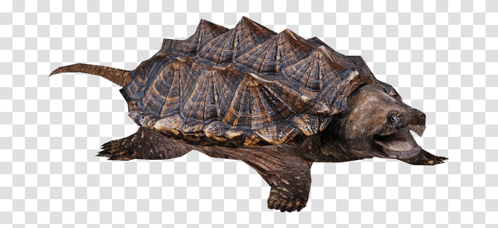 Snapping Turtle Background, Reptile, Sea Life, Animal, Tortoise Transparent Png