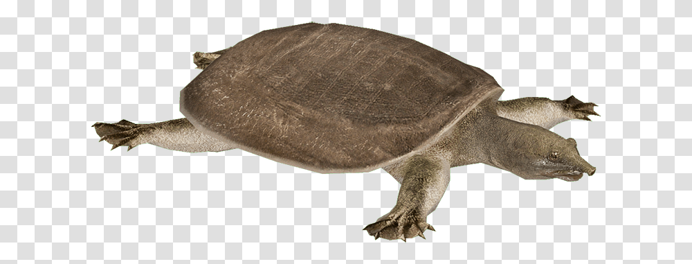 Snapping Turtle Images Chinese Softshell Turtle, Tortoise, Reptile, Sea Life, Animal Transparent Png