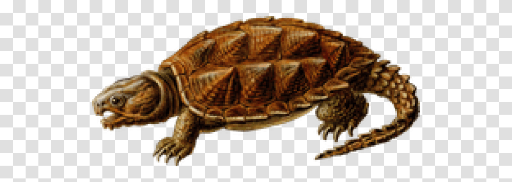 Snapping Turtle Images, Sea Life, Animal, Tortoise, Reptile Transparent Png