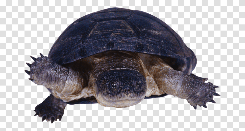 Snapping Turtle Snapping Turtle Background, Reptile, Sea Life, Animal, Tortoise Transparent Png