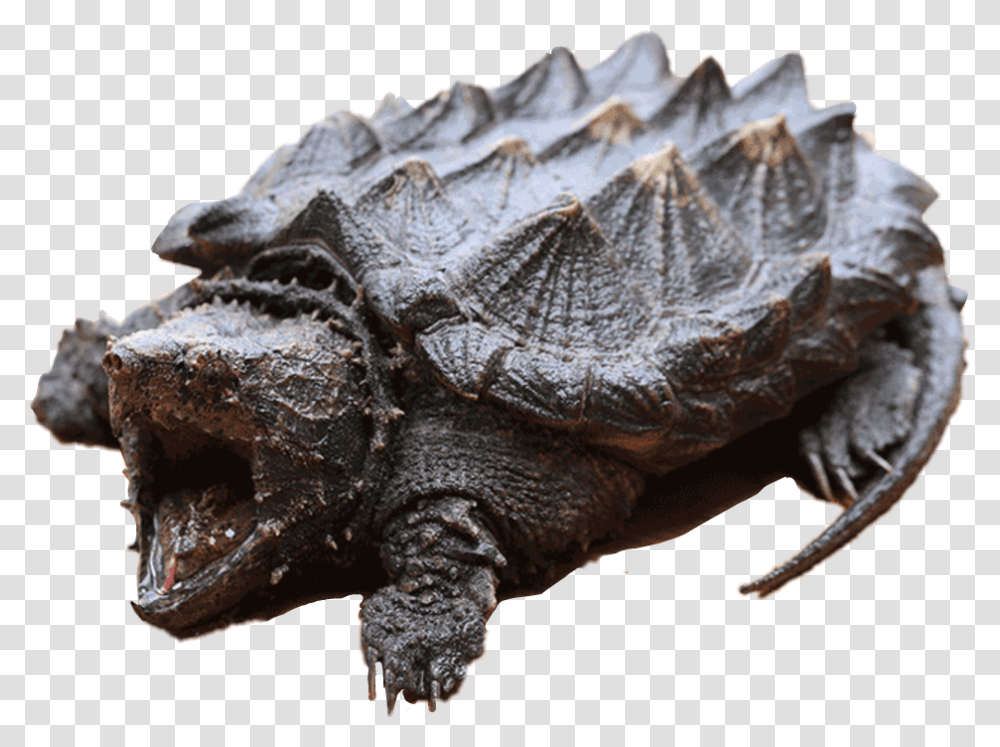 Snappingturtle Turtle Alligatorsnapper Exoticturtle, Reptile, Animal, Tortoise, Sea Life Transparent Png