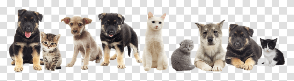 Snippet Citrus Spay And Neuter Pets Cats And Dogs, Canine, Animal, Mammal, Angora Transparent Png