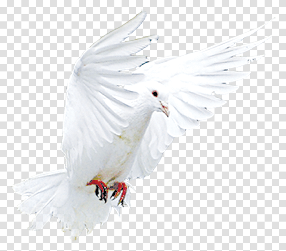 Snitch Cockatoo, Bird, Animal, Dove, Pigeon Transparent Png
