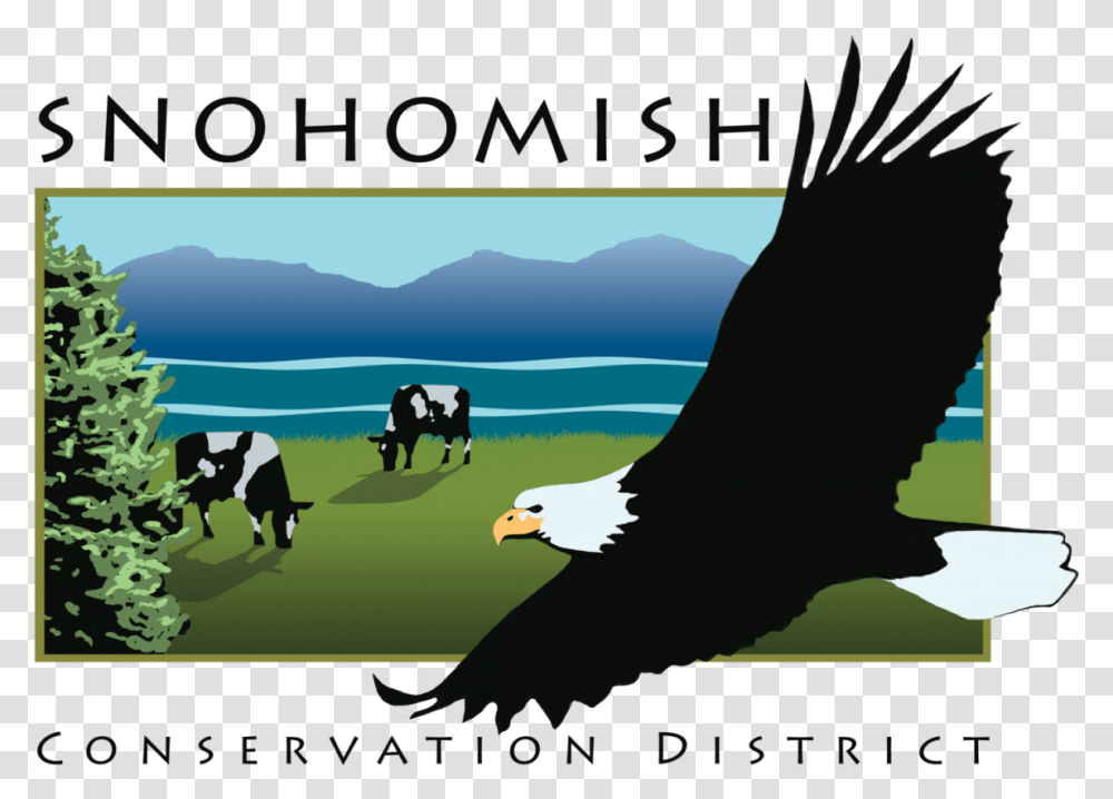 Sno Snohomish Conservation District, Cow, Cattle, Mammal, Animal Transparent Png
