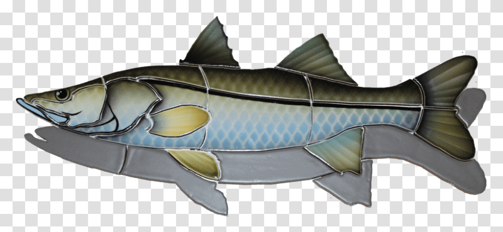 Snook Fish, Animal, Sea Life, Tuna, Sunglasses Transparent Png