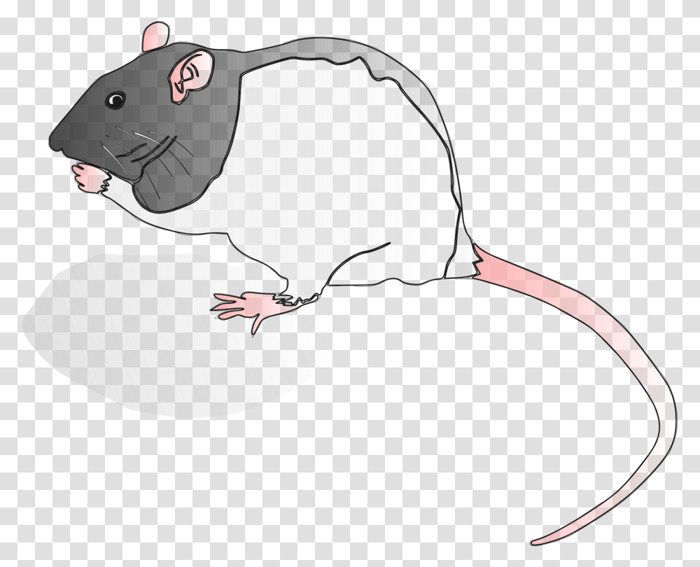 Snoutmuridaetail Rat, Rodent, Mammal, Animal Transparent Png