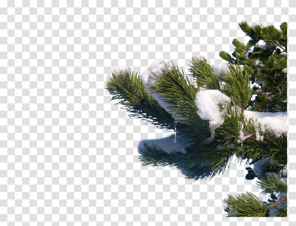 Snow Clip, Holiday, Tree, Plant, Conifer Transparent Png
