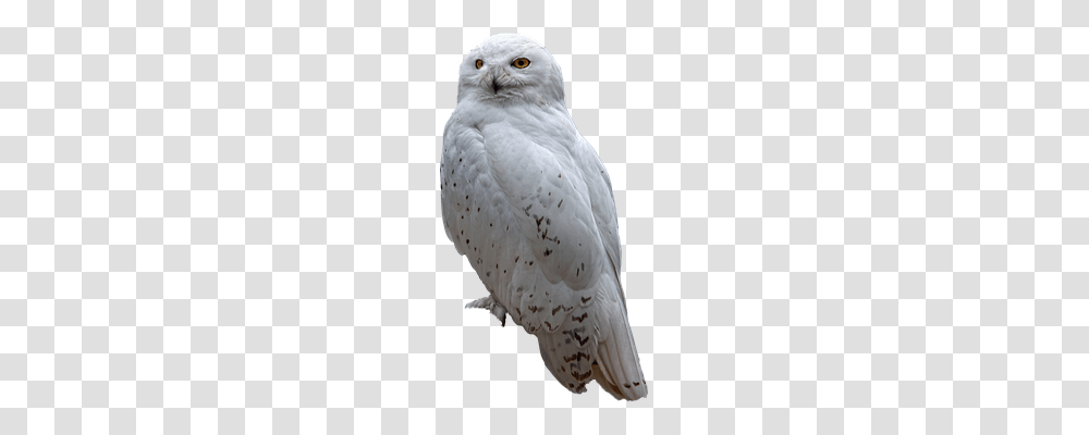 Snow Nature, Animal, Bird, Cockatoo Transparent Png