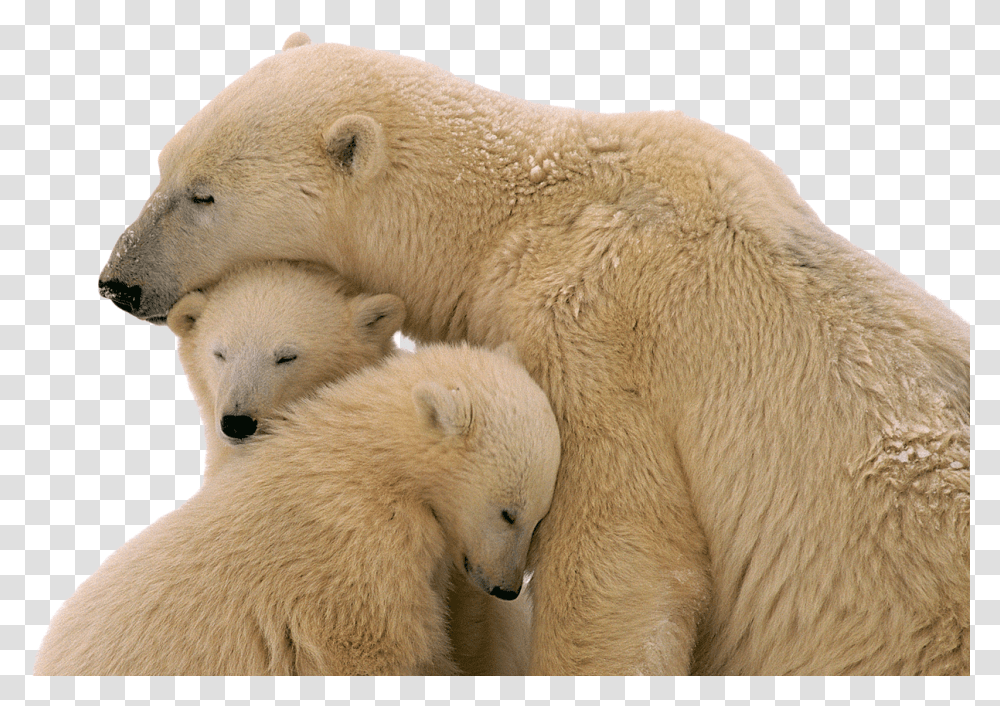 Snow Bear Image Polar Bear With Baby, Wildlife, Mammal, Animal Transparent Png