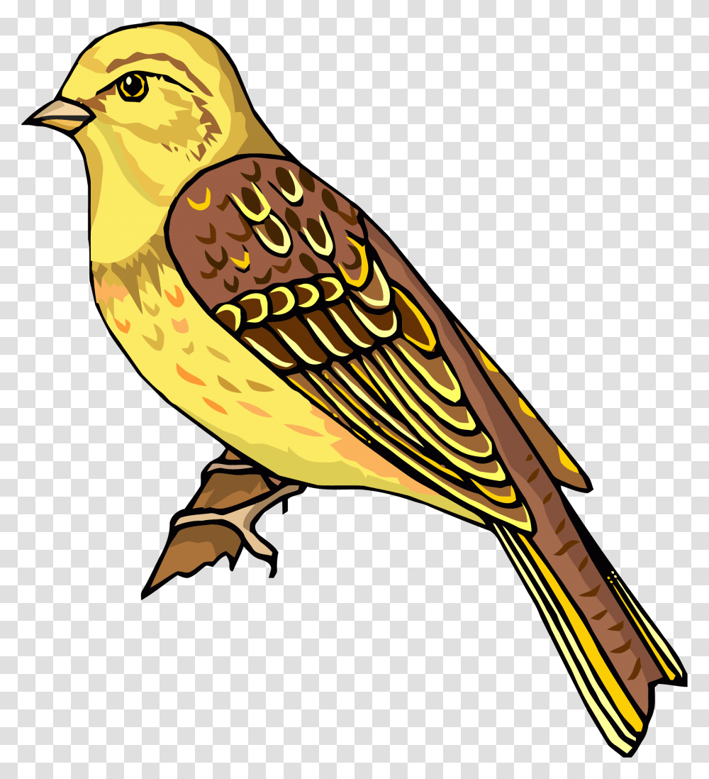 Snow Bird Clipart Realistic Bird Clipart, Animal, Finch, Canary, Sparrow Transparent Png