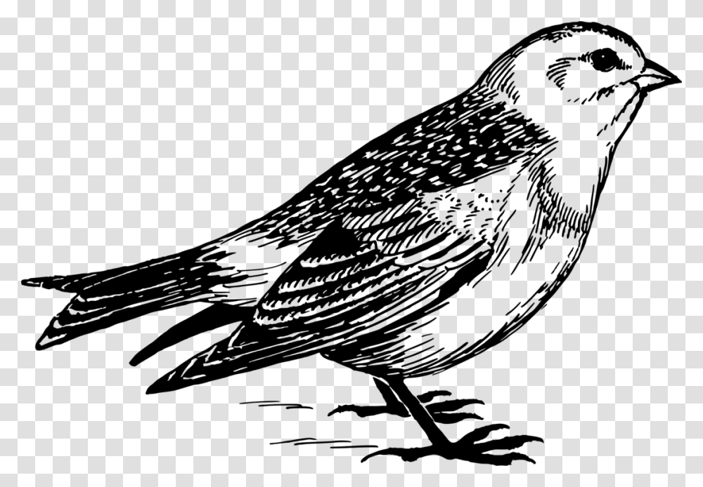 Snow Bunting Sparrow In Line Drawing, Gray, World Of Warcraft Transparent Png