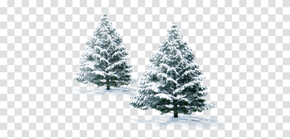 Snow Christmas Tree, Plant, Fir, Abies, Pine Transparent Png