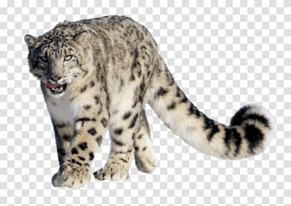 Snow Cloud Black And White Snow Leopard Background, Panther, Wildlife, Mammal, Animal Transparent Png
