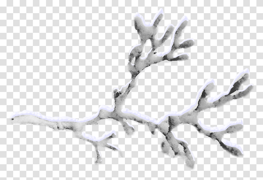 Snow Covered Branches Snow Tree Branch, Plant, Root, Drawing Transparent Png