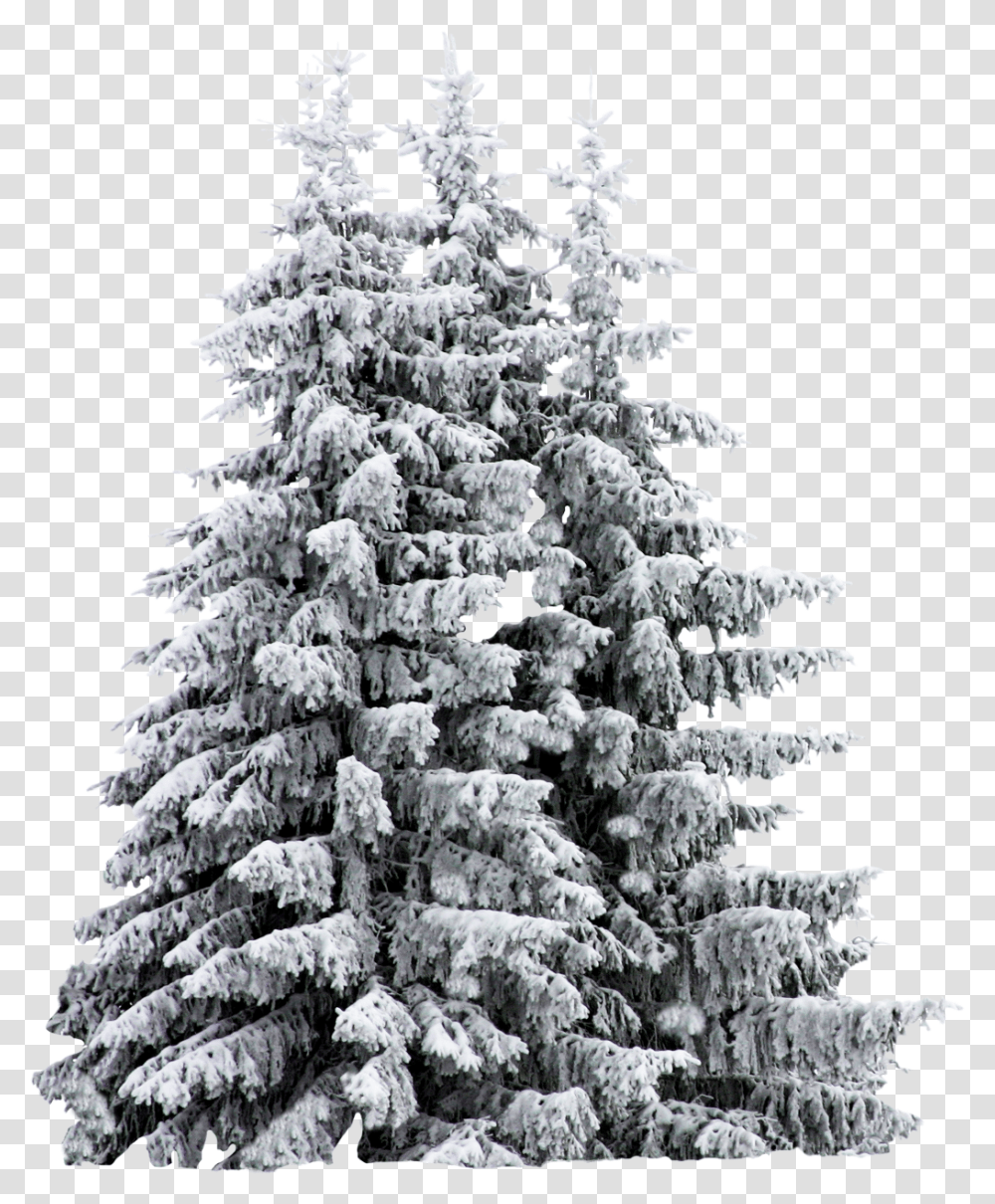 Snow Covered Trees Sketch Download Pine Trees Snow, Plant, Fir, Abies, Christmas Tree Transparent Png