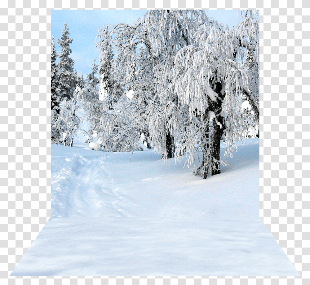 Snow Day Snow, Tree, Plant, Nature, Outdoors Transparent Png