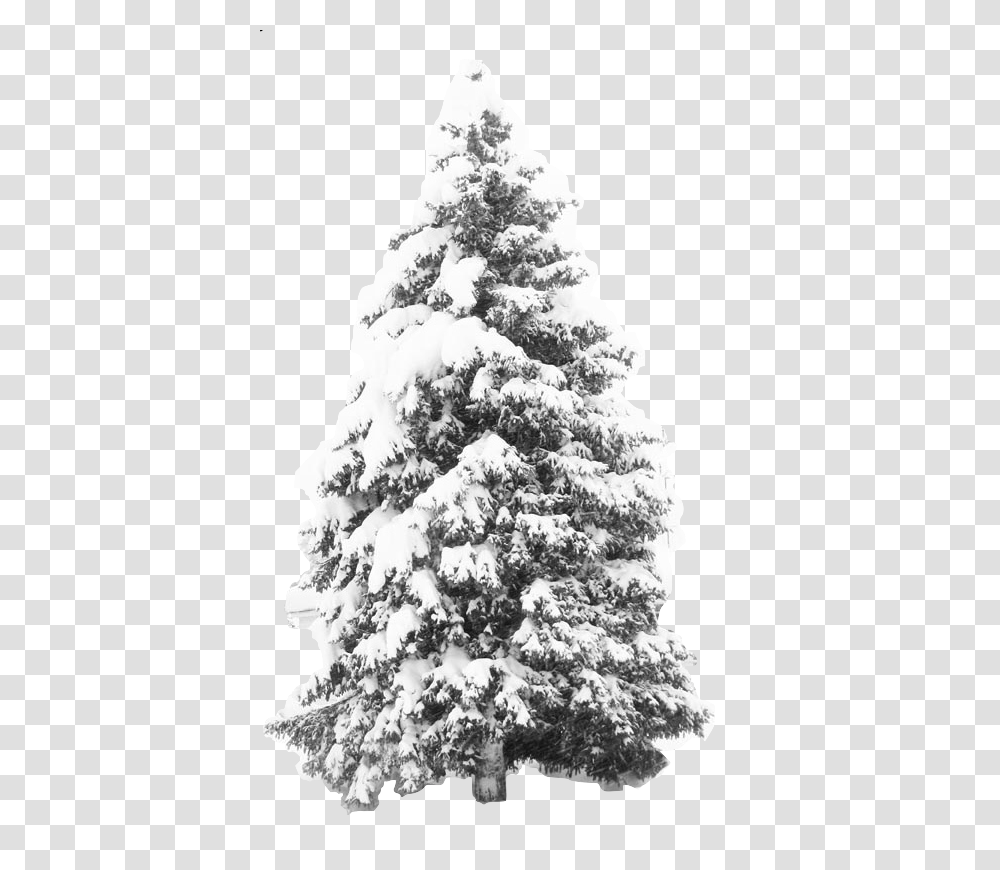 Snow Effect Winter Snow Tree Hd Download Snow Pine Tree, Plant, Christmas Tree, Ornament, Fir Transparent Png