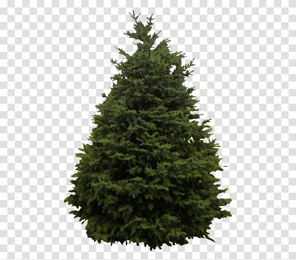 Snow Fir Tree Clipart Christmas Tree Fir, Plant, Ornament, Pine, Abies Transparent Png