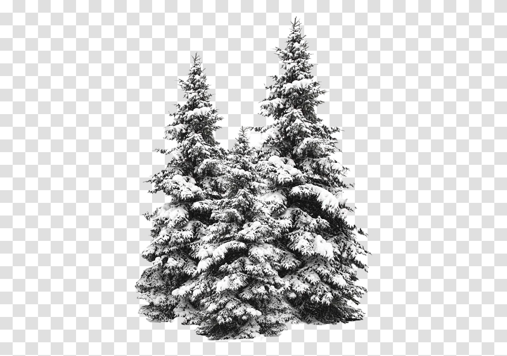 Snow Fir Tree Image Snow Tree, Plant, Christmas Tree, Ornament, Abies Transparent Png