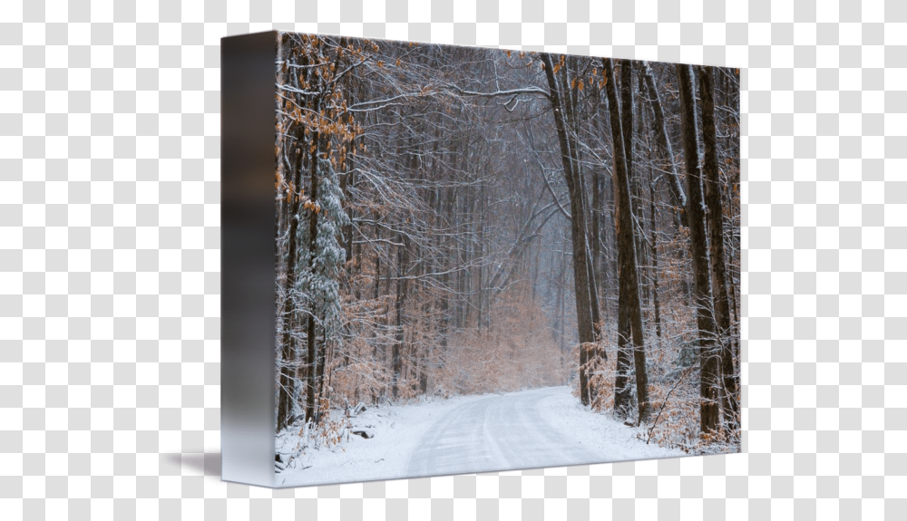 Snow Forest Snow, Blizzard, Winter, Storm, Nature Transparent Png