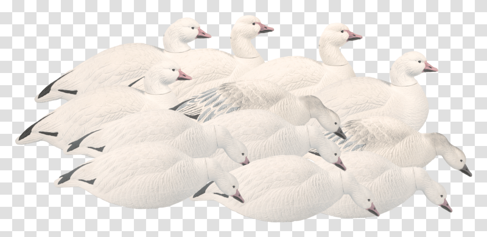 Snow Goose, Bird, Animal, Swan, Waterfowl Transparent Png