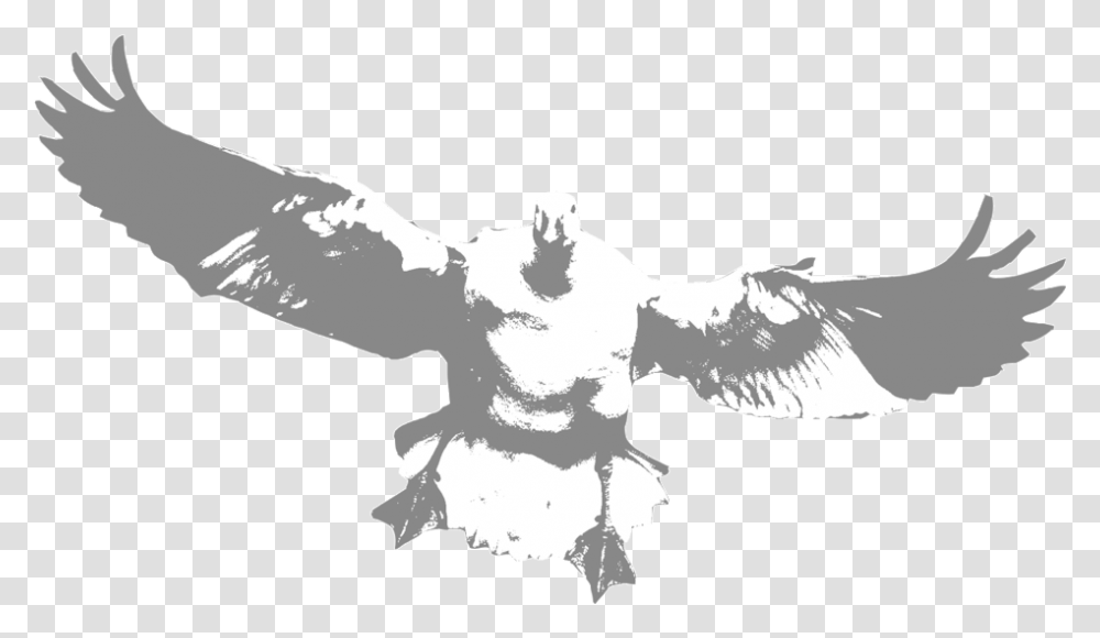 Snow Hawk, Eagle, Bird, Animal, Flying Transparent Png