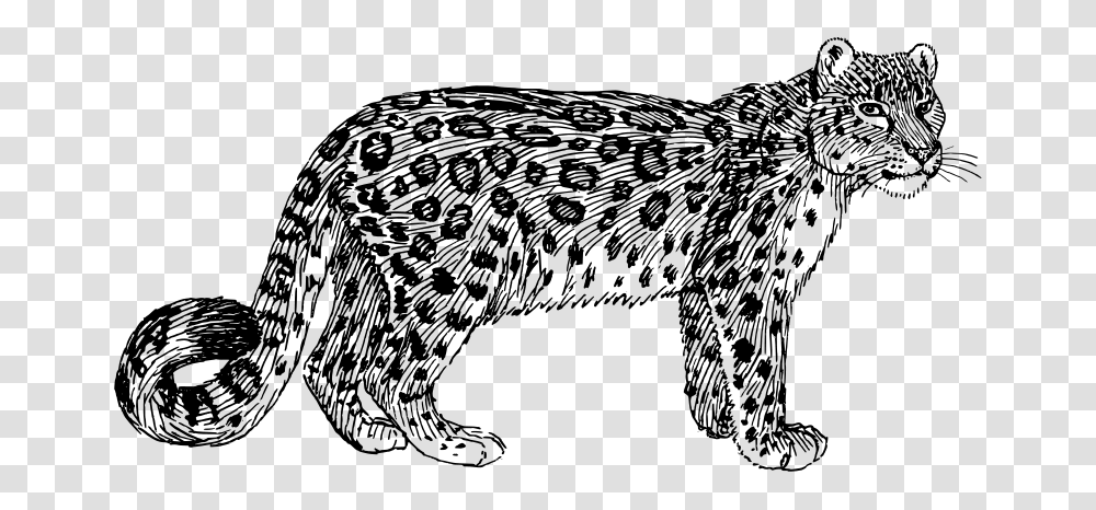 Snow Leopard, Animals, Gray, World Of Warcraft Transparent Png