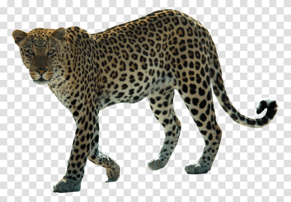 Snow Leopard Arabian Leopard African Leopard Felidae, Panther, Wildlife, Mammal, Animal Transparent Png