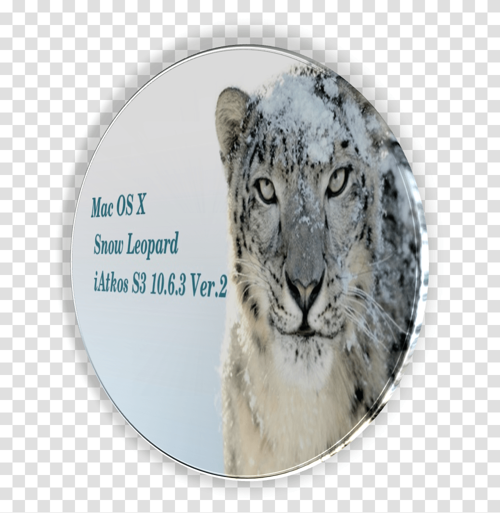 Snow Leopard, Mammal, Animal, Wildlife, Panther Transparent Png