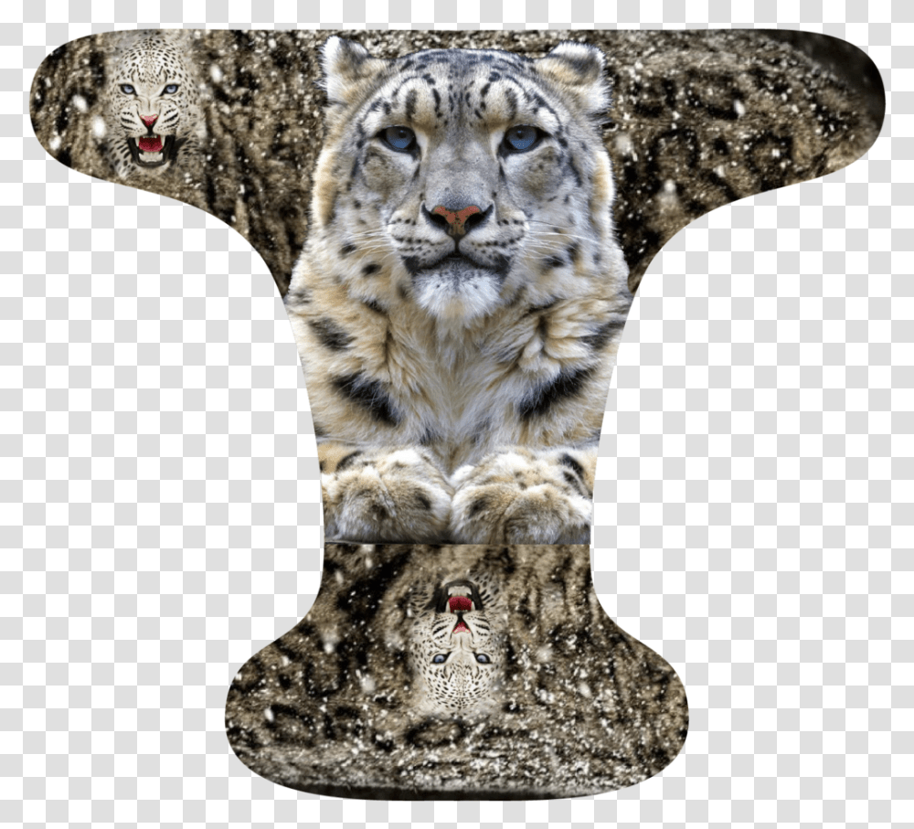 Snow Leopard, Panther, Wildlife, Mammal, Animal Transparent Png