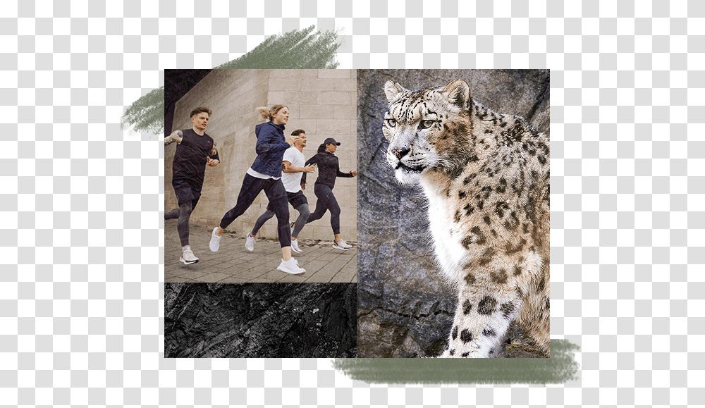 Snow Leopard, Person, Human, Panther, Wildlife Transparent Png