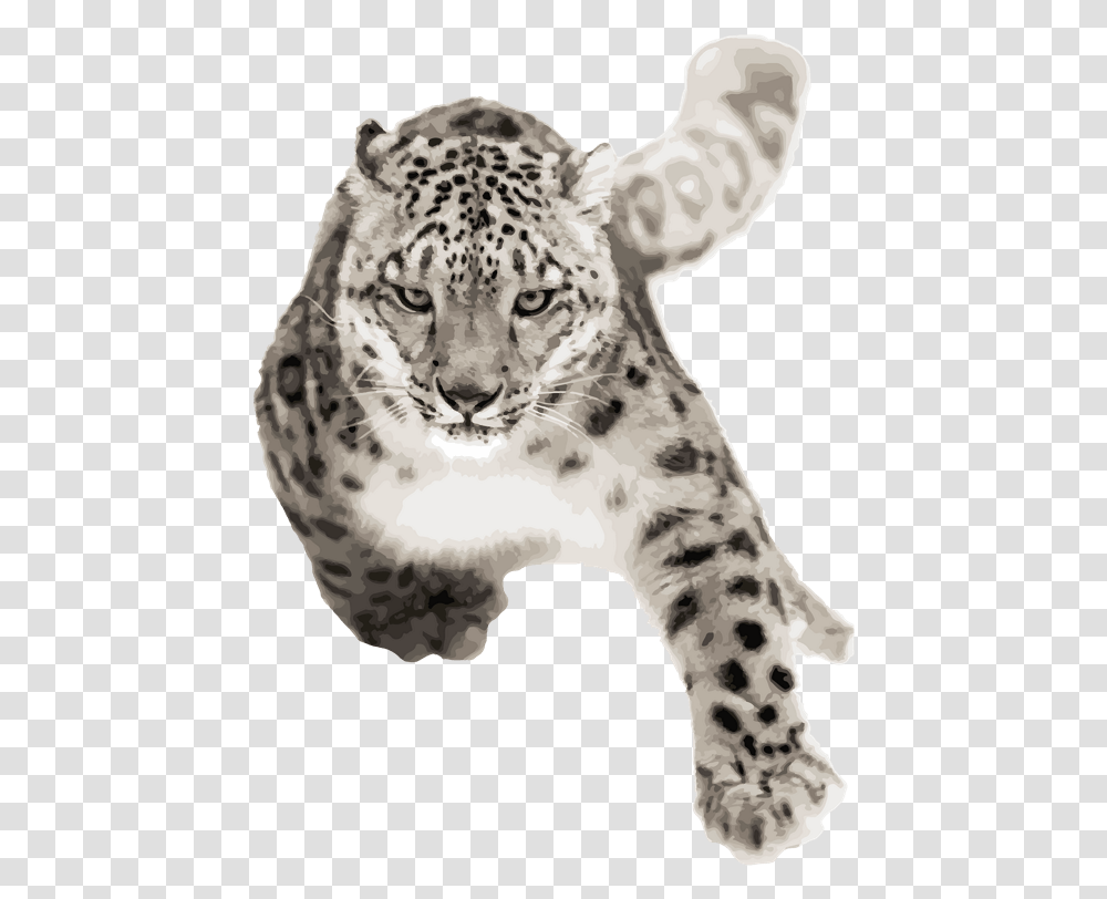 Snow Leopard Running, Mammal, Animal, Panther, Wildlife Transparent Png