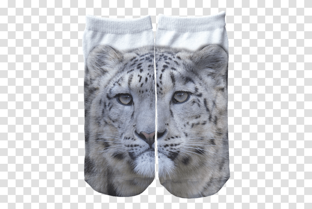 Snow Leopard Trust Snow Leopard, Mammal, Animal, Wildlife, Panther Transparent Png