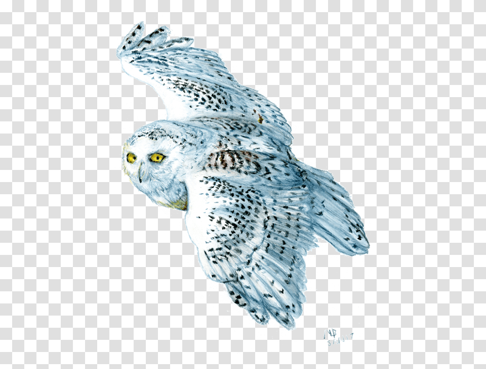 Snow Owl Owl Watercolour Sketch, Bird, Animal, Kite Bird, Flying Transparent Png