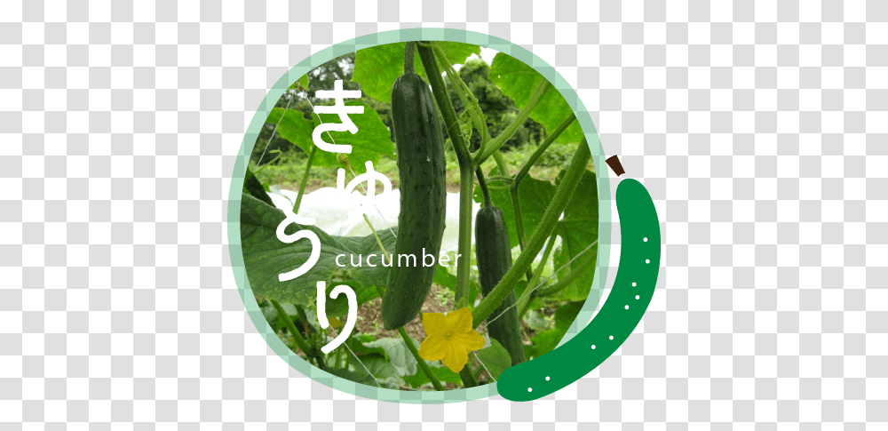 Snow Peas, Plant, Vegetable, Food, Produce Transparent Png