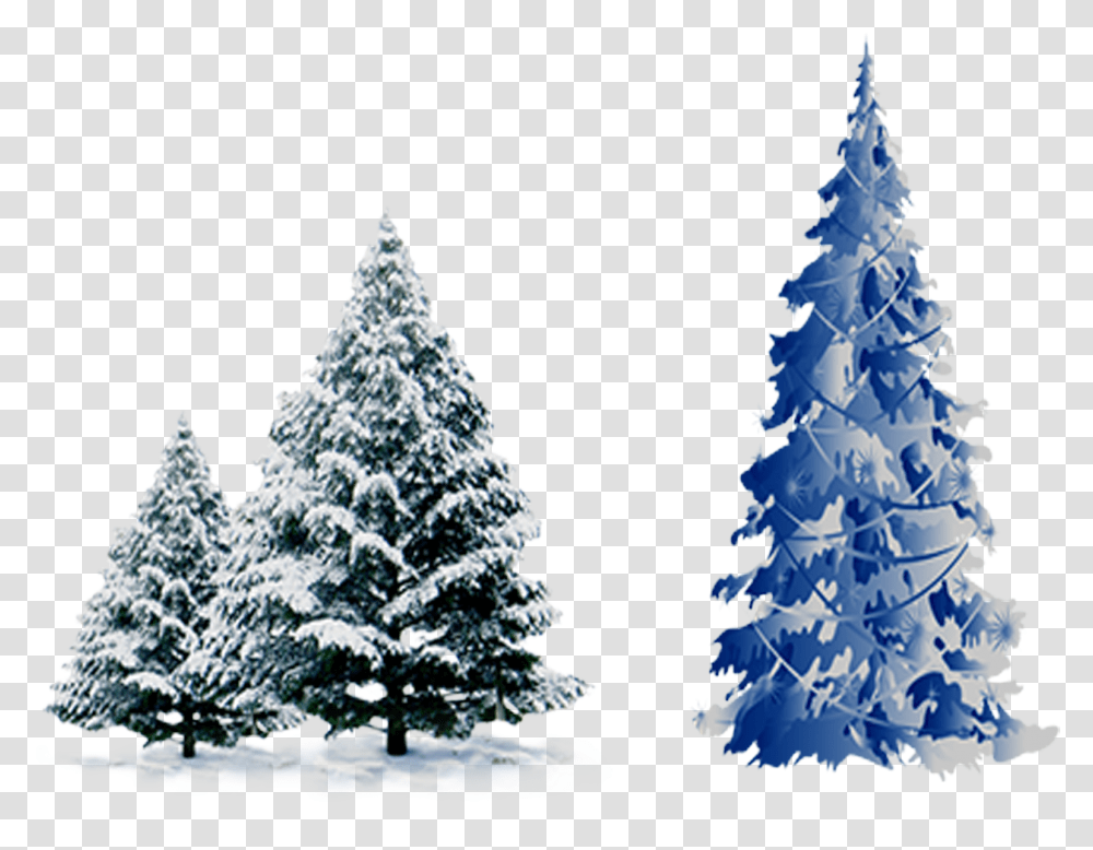 Snow Pine Pine Tree Snow, Plant, Christmas Tree, Ornament, Fir Transparent Png