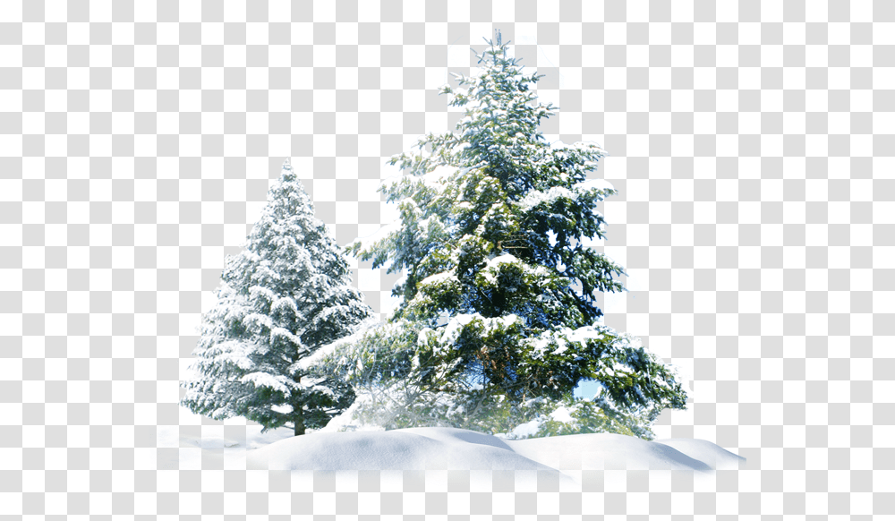 Snow Pine Tree Group Hd 1212589 Images, Plant, Fir, Abies, Ornament Transparent Png