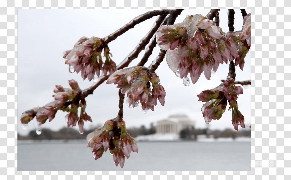 Snow Storm March 2017, Plant, Flower, Blossom, Cherry Blossom Transparent Png