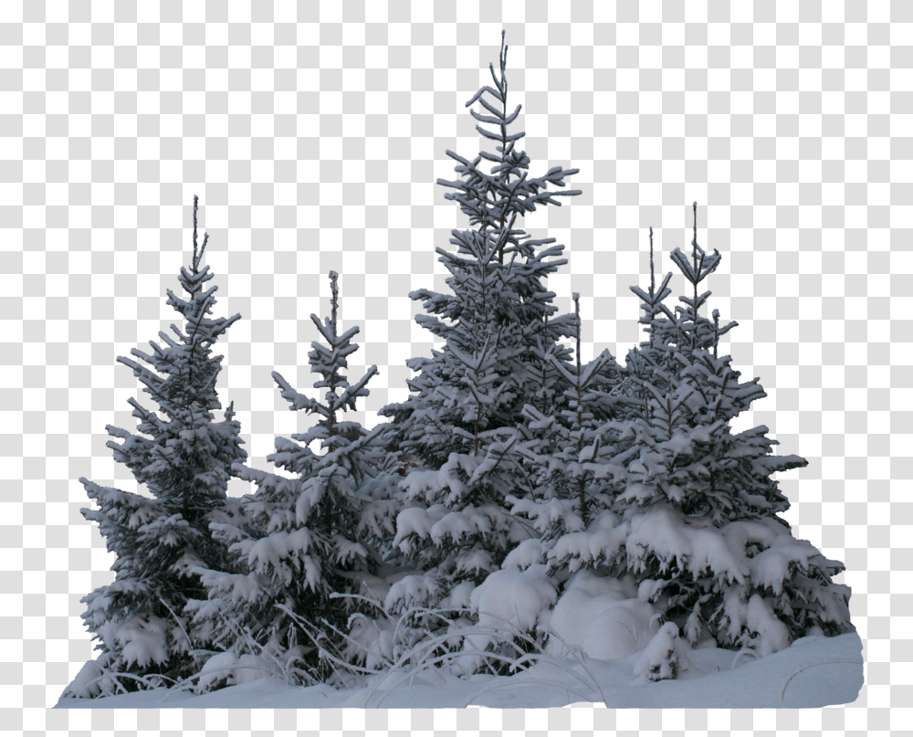 Snow Tree Clipart Snow Tree, Plant, Fir, Abies, Conifer Transparent Png