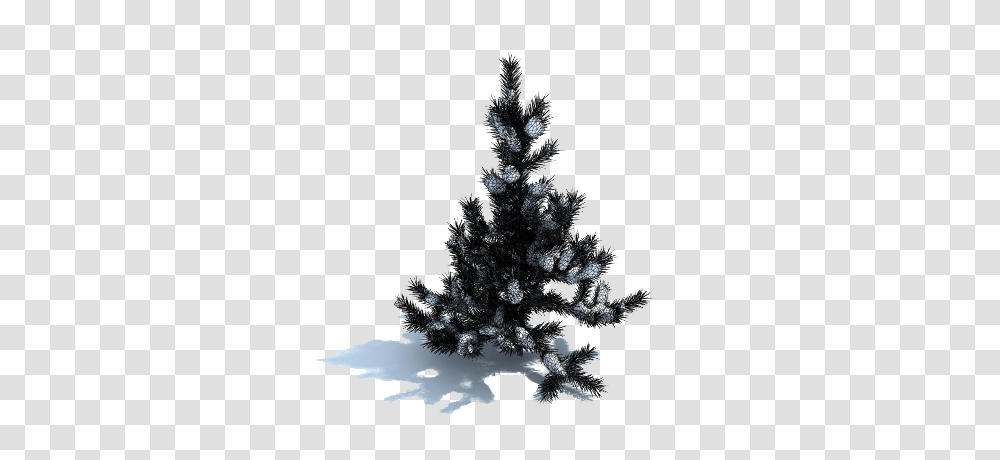 Snow Tree Download Boreal Conifer, Christmas Tree, Ornament, Plant, Pine Transparent Png