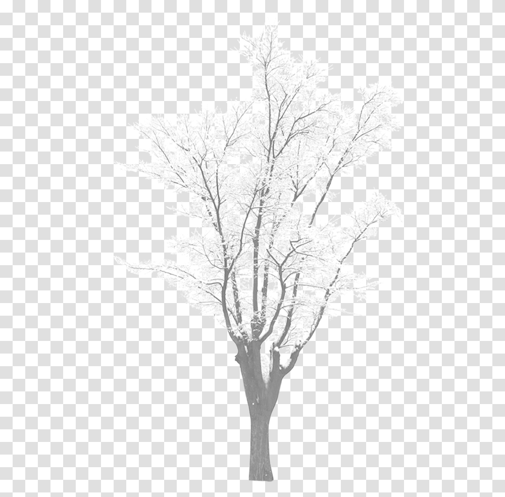 Snow Tree Download Tree With Snow, Plant, Vegetable, Food, Cauliflower Transparent Png