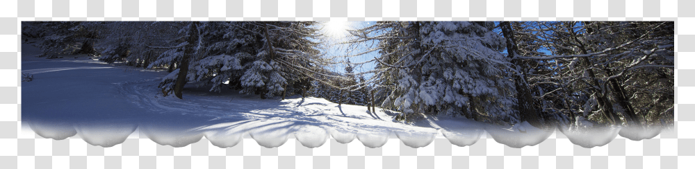 Snow, Tree, Plant, Conifer, Fir Transparent Png